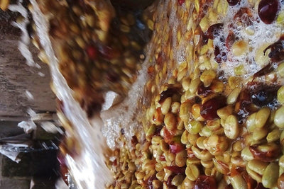 Carbonic Maceration Coffee: Borrowing Techniques From Winemaking