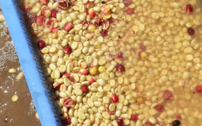 Understanding Acetic Fermentation in Coffee
