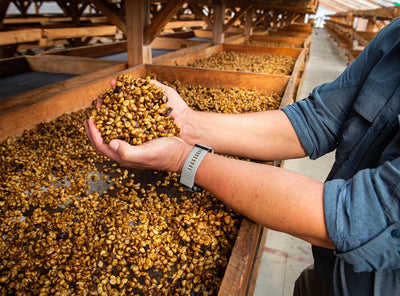 What Is Honey Processed Coffee?